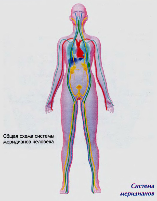 Основные меридианы человека схема и направления