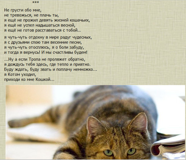 Стих про кота