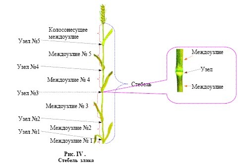 Междоузлие у растений