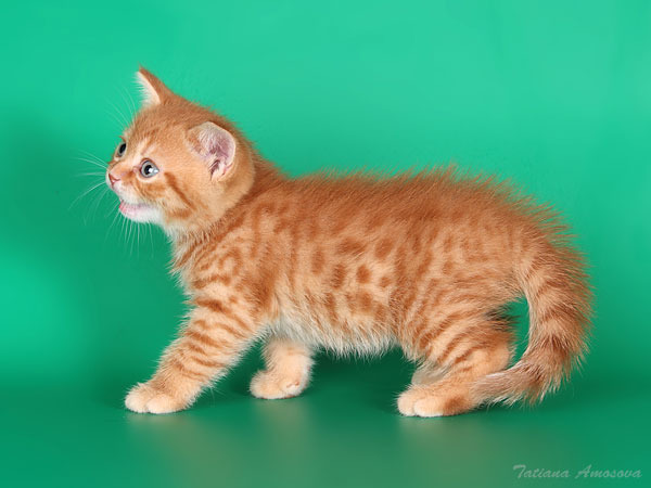 котята шотландские рыжие фото онлайн котята шотландские рыжие фото