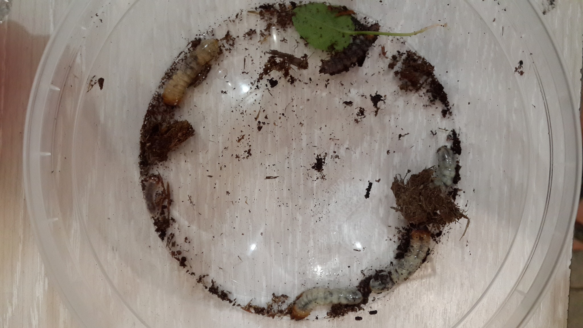 Сушеный гаммарус для муравьев: питание и важность