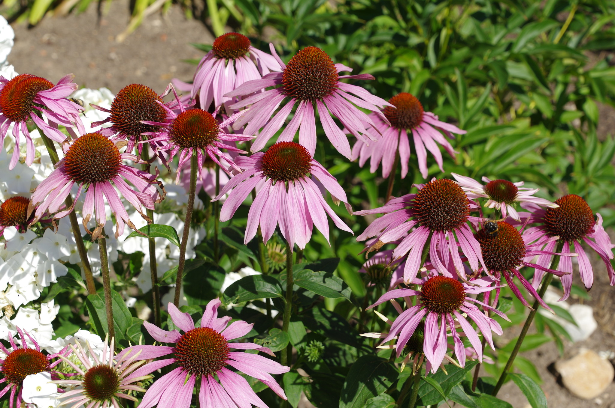 Эхинацея пурпурная (Echinacea purpurea)