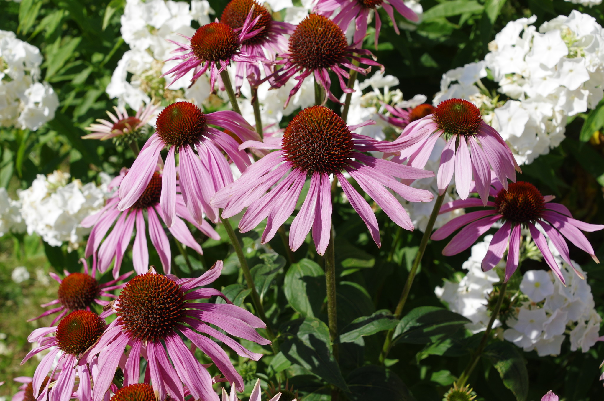 Эхинацея пурпурная (Echinacea purpurea)