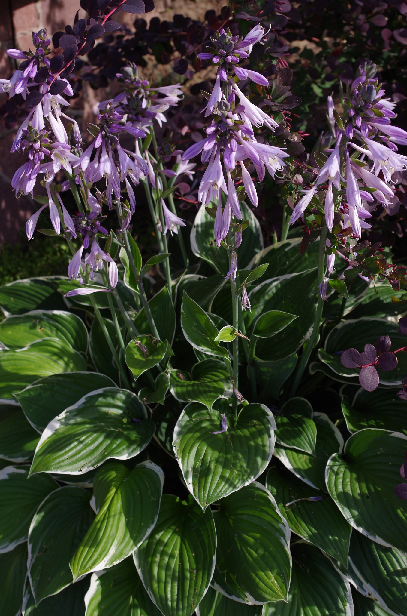 Хоста (Hosta)