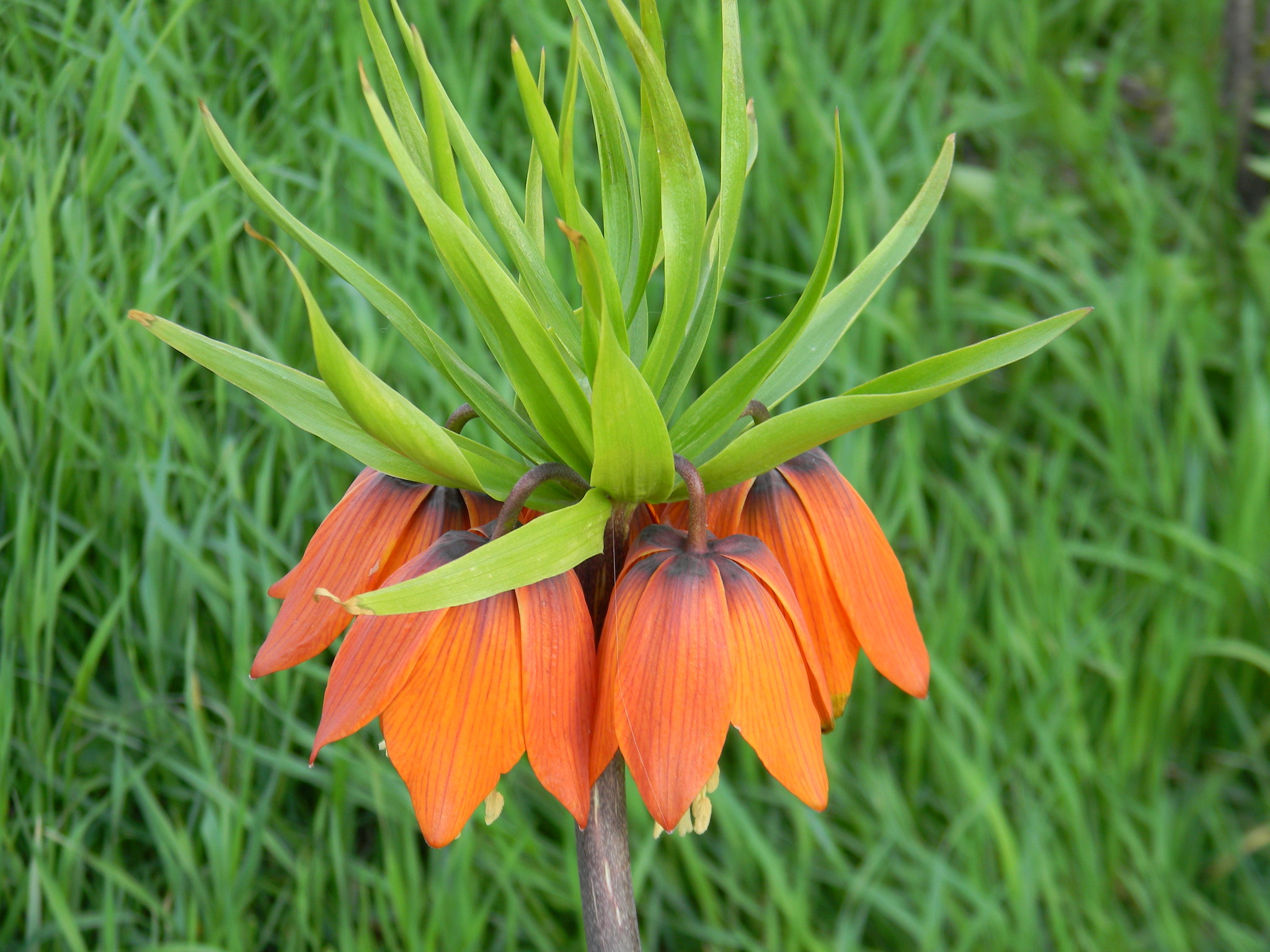 Рябчик императорский (Fritillaria imperialis)