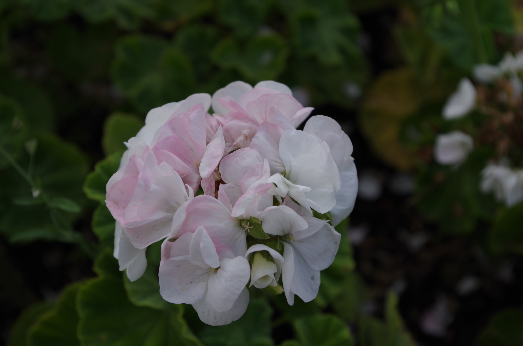 Герань (Geranium)