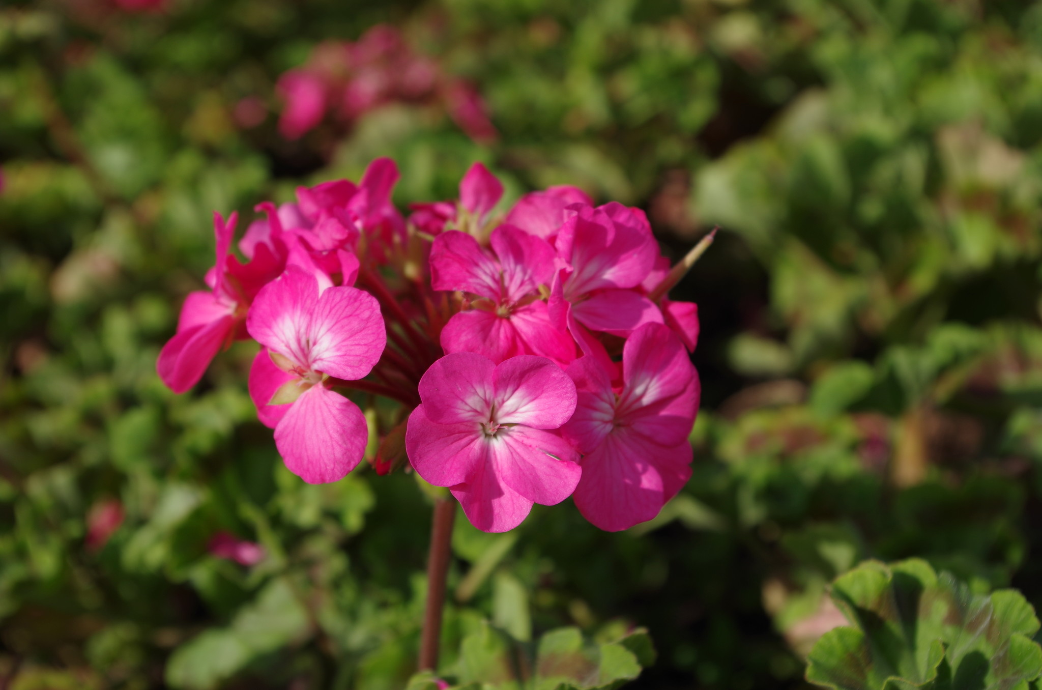 Герань (Geranium)