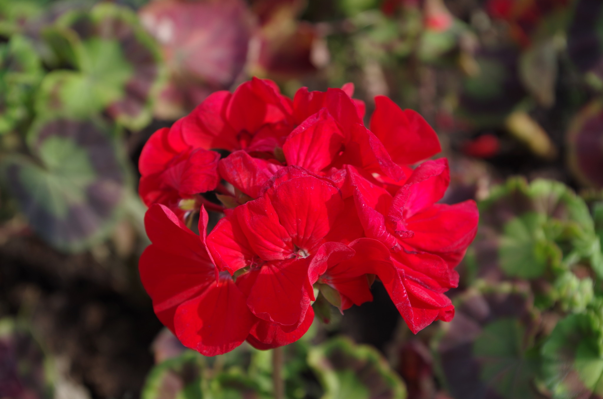 Герань (Geranium)