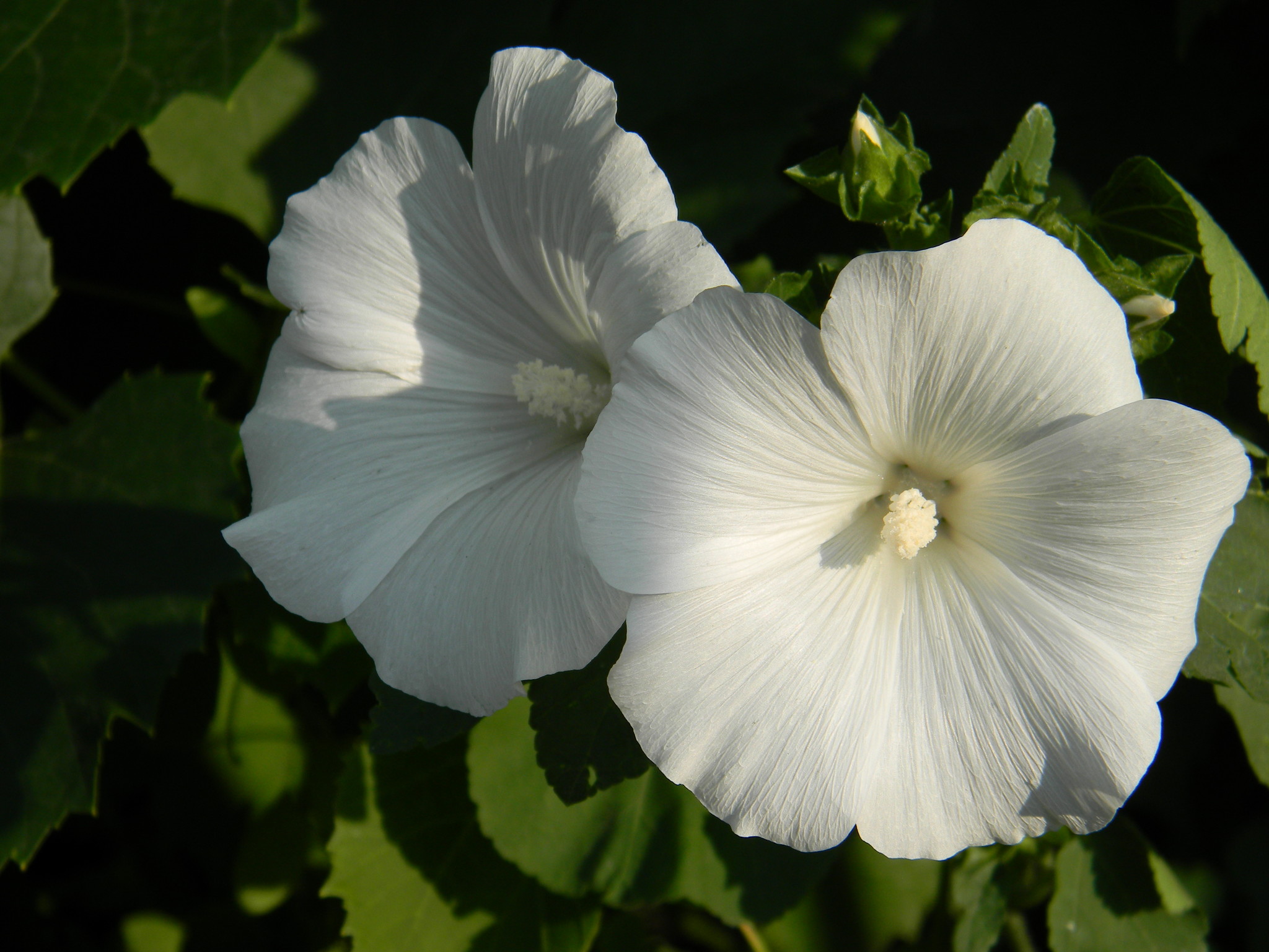 Лаватера трёхмесячная (Lavatera trimestris)