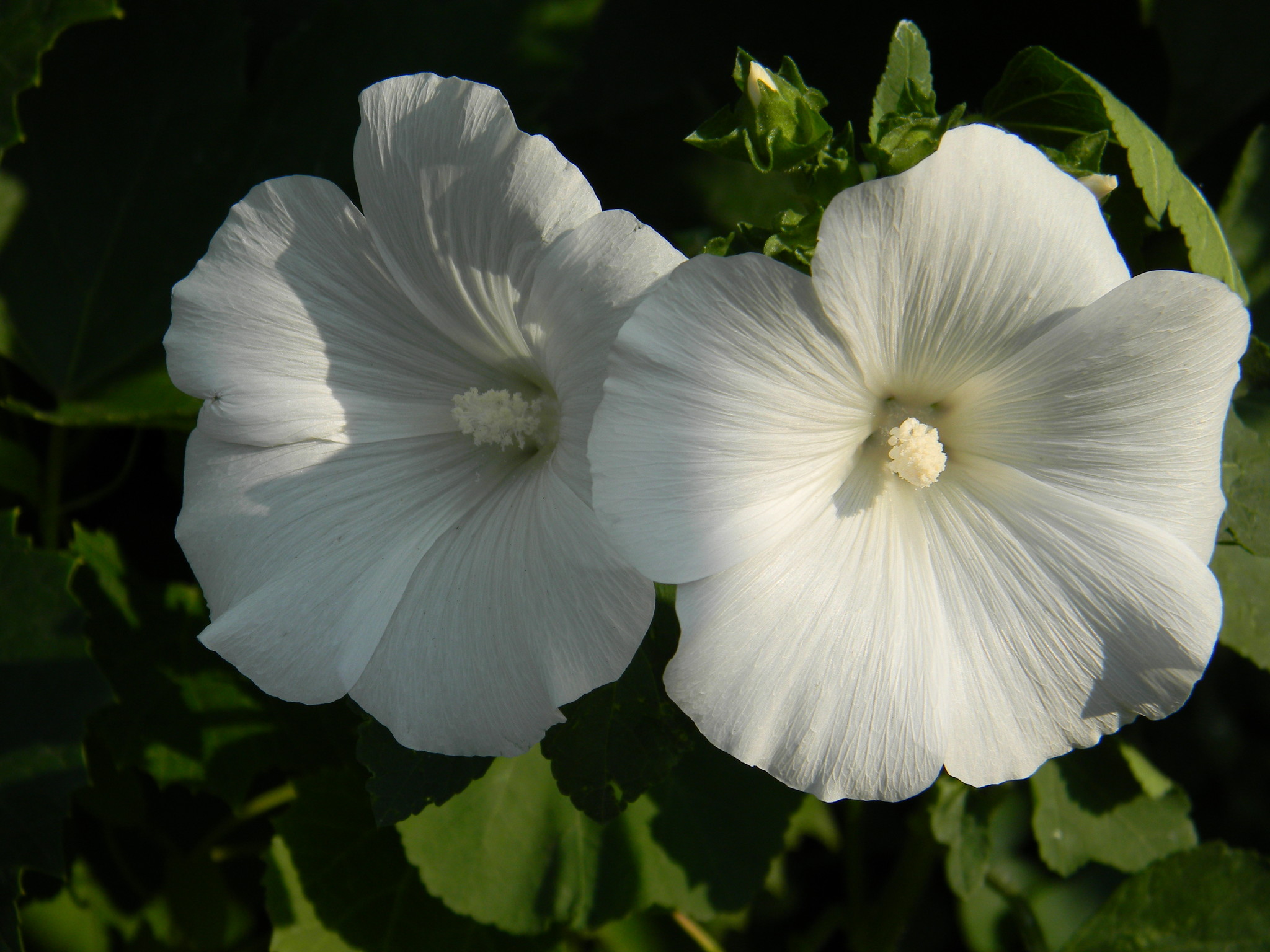 Лаватера трёхмесячная (Lavatera trimestris)