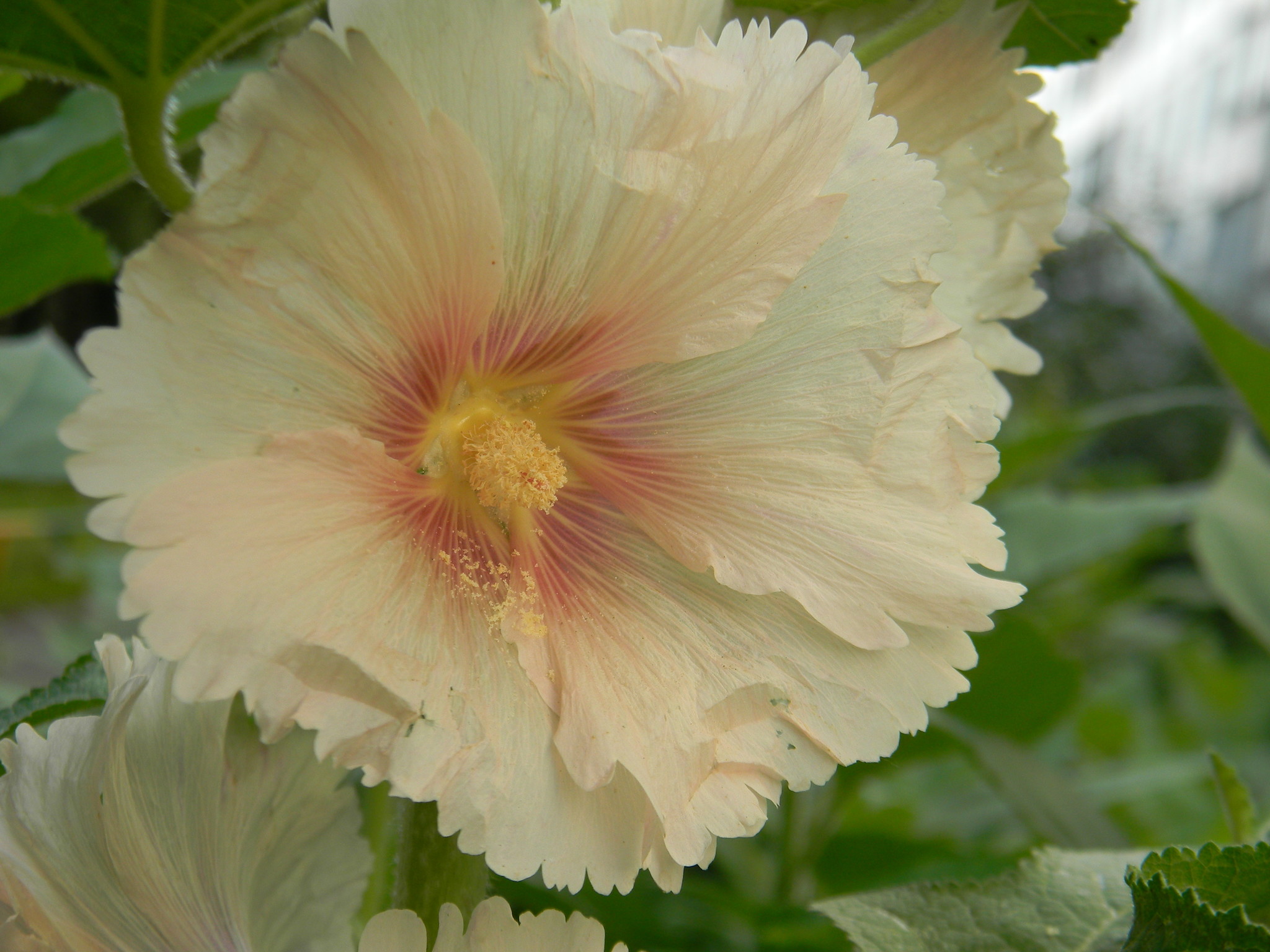 Шток-роза (Alcea)