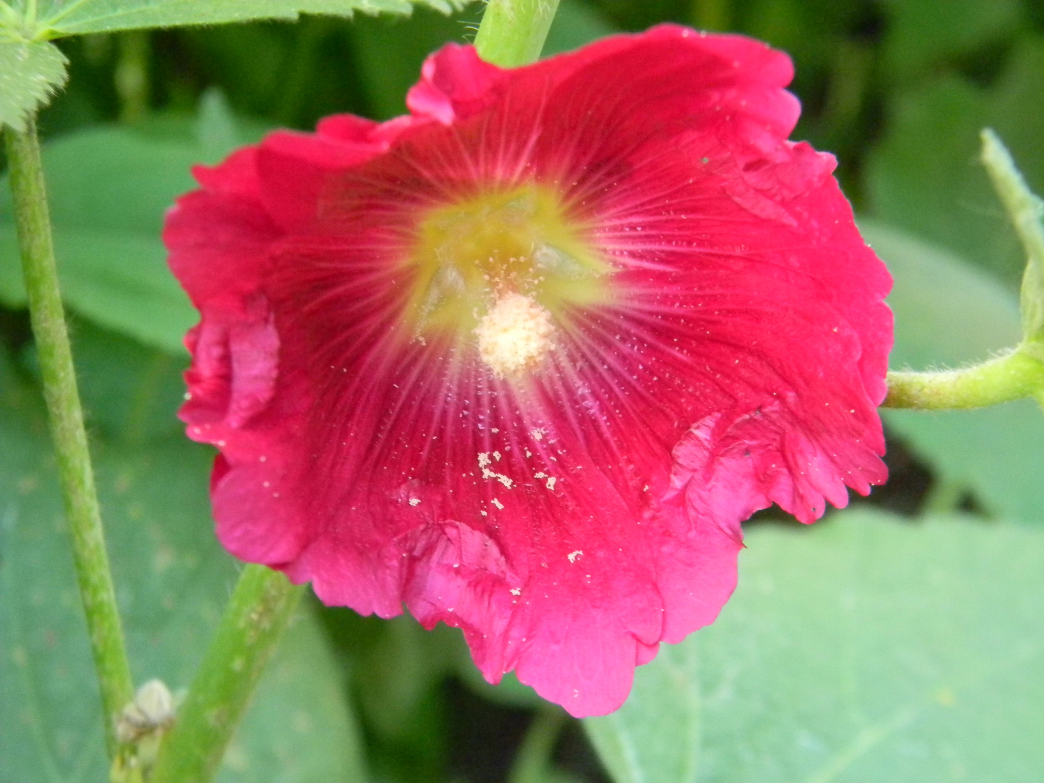 Шток-роза (Alcea)