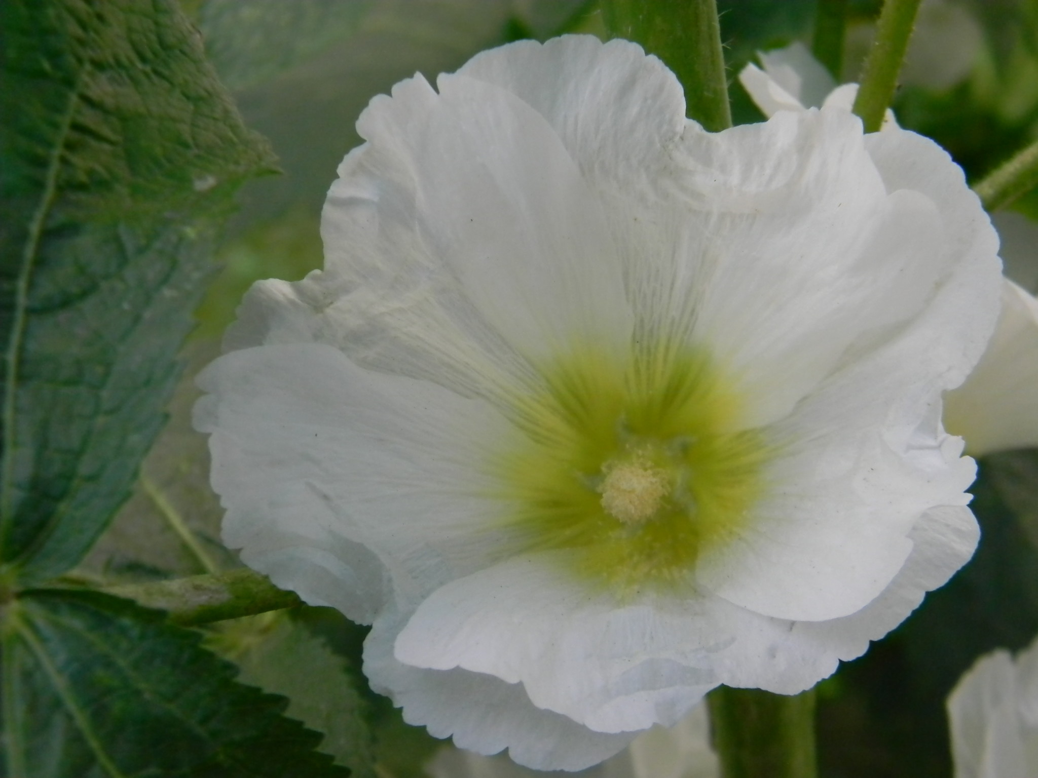 Шток-роза (Alcea)