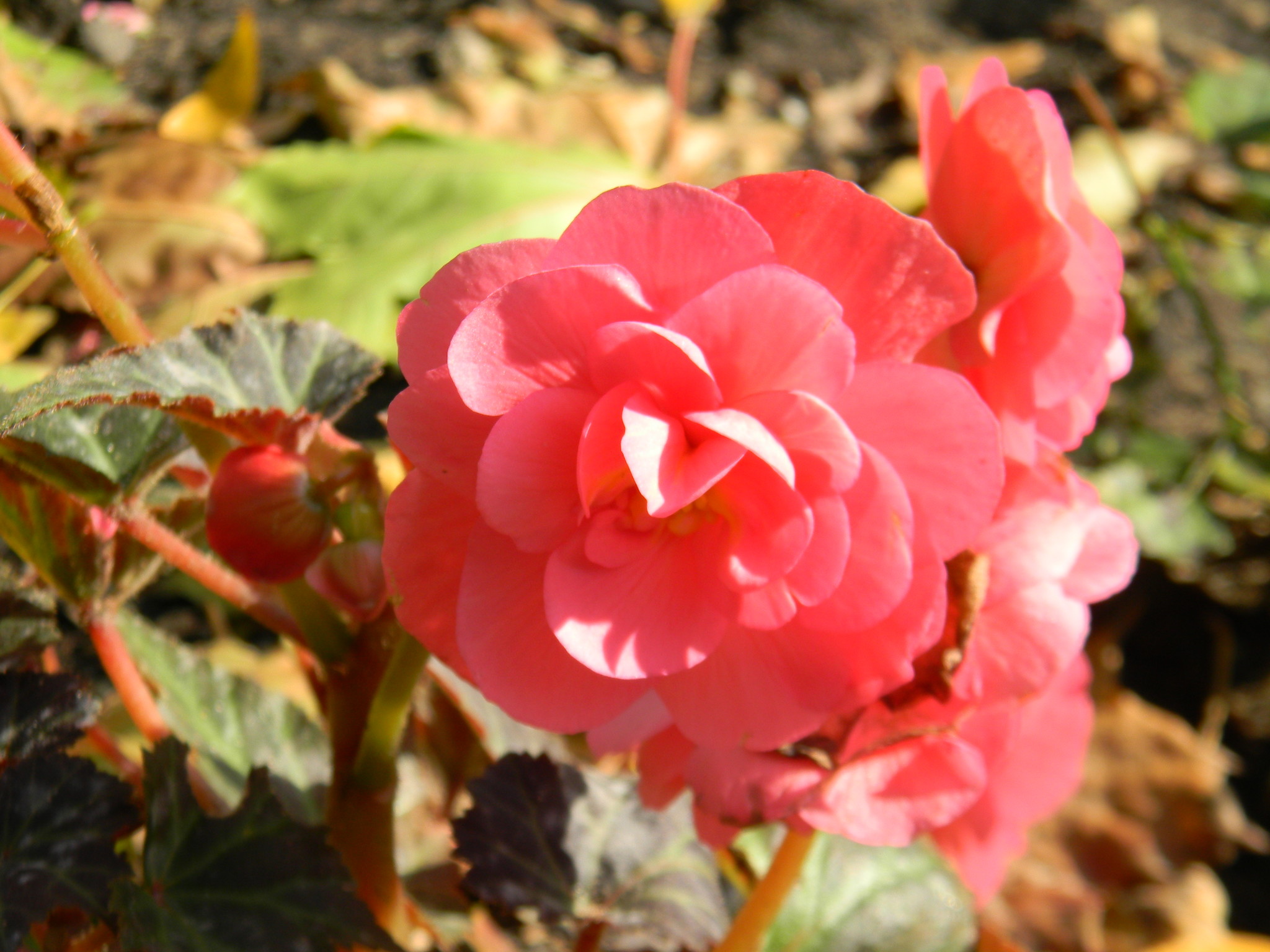 Бегония (Begonia)