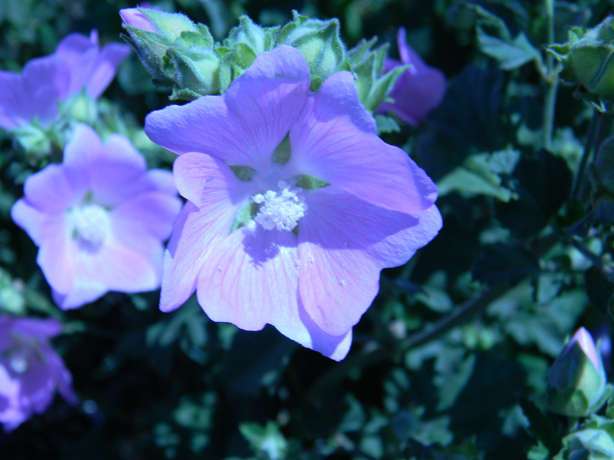 Хатьма тюрингенская (Lavatera thuringiaca)
