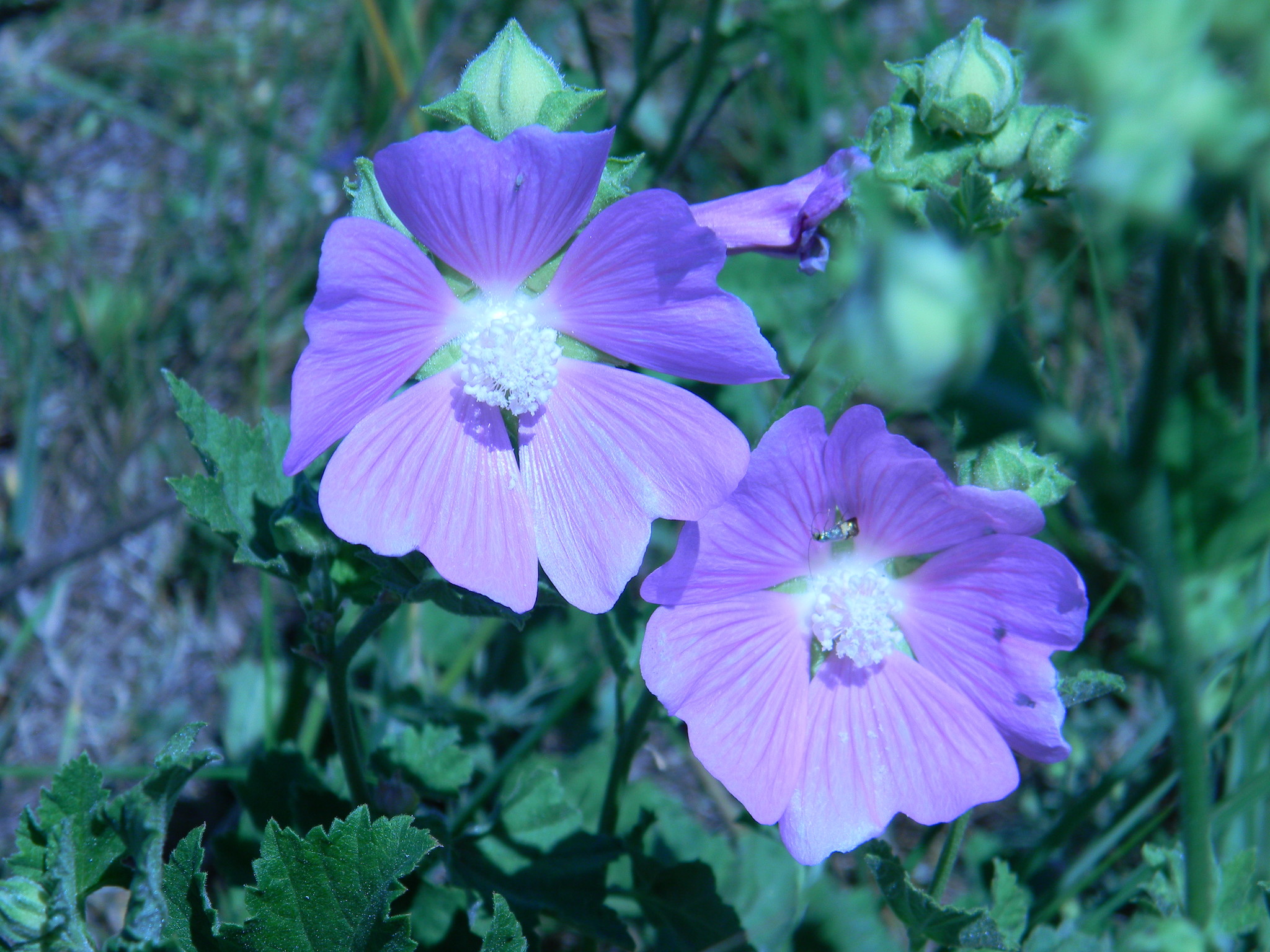 Хатьма тюрингенская (Lavatera thuringiaca)