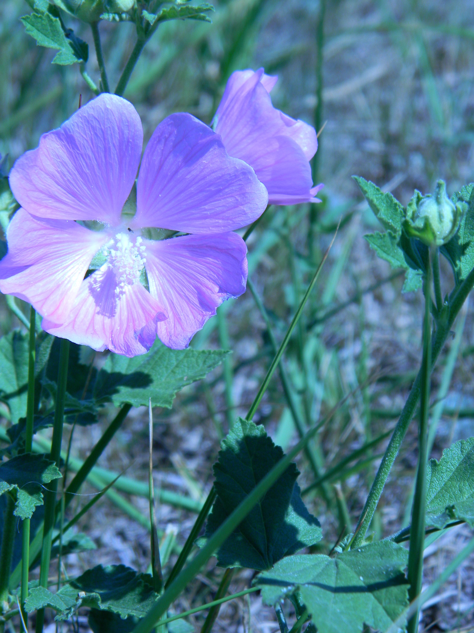Хатьма тюрингенская (Lavatera thuringiaca)