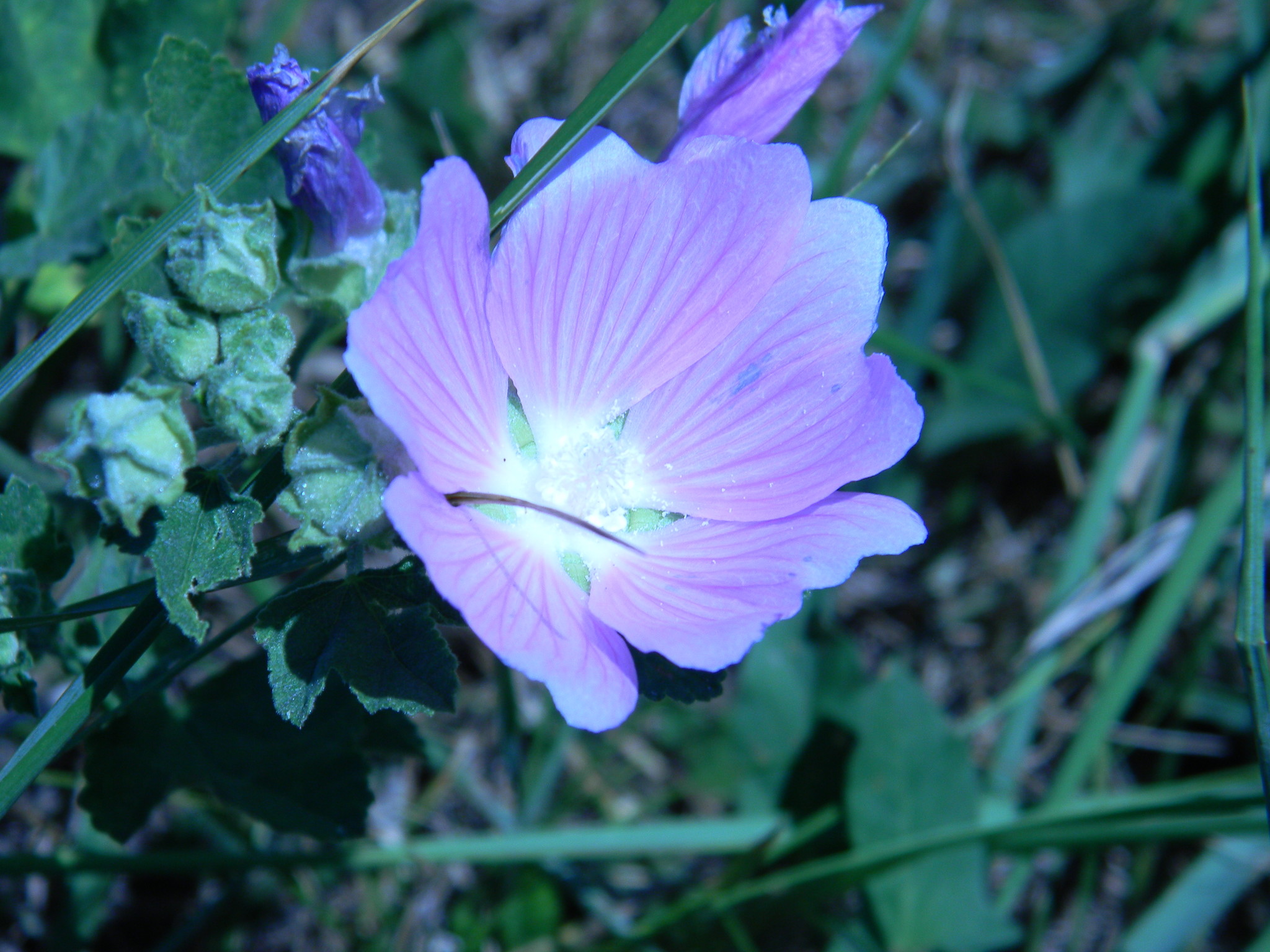 Хатьма тюрингенская (Lavatera thuringiaca)
