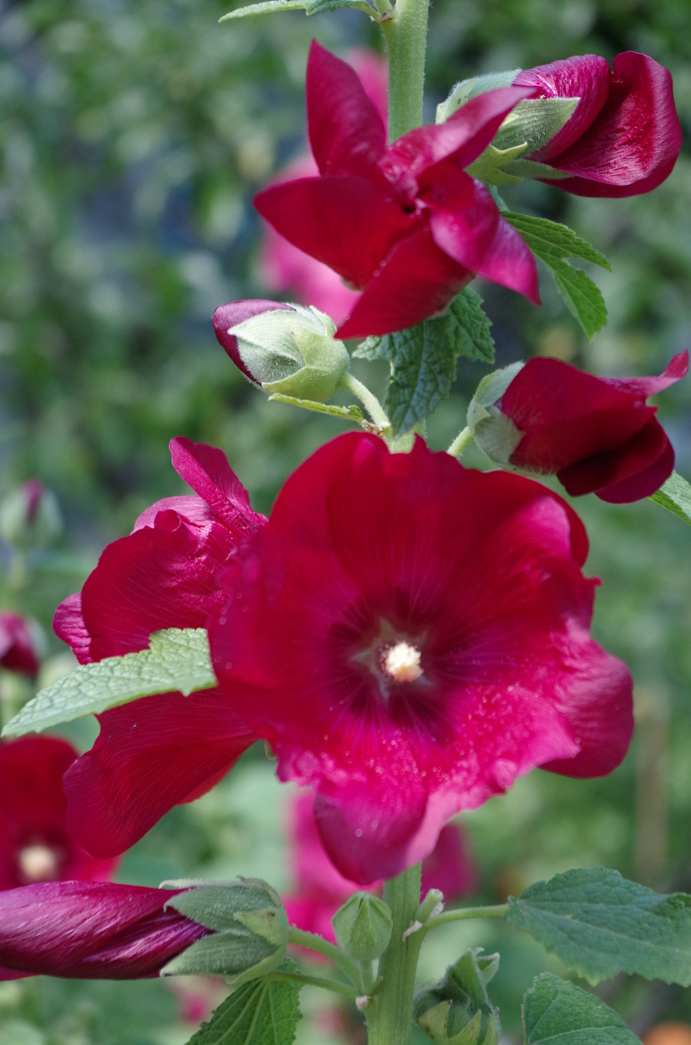 Шток-роза (Alcea)