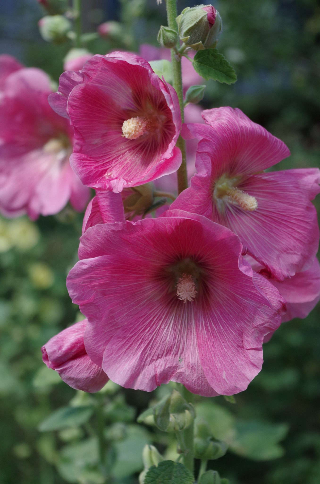 Шток-роза (Alcea)