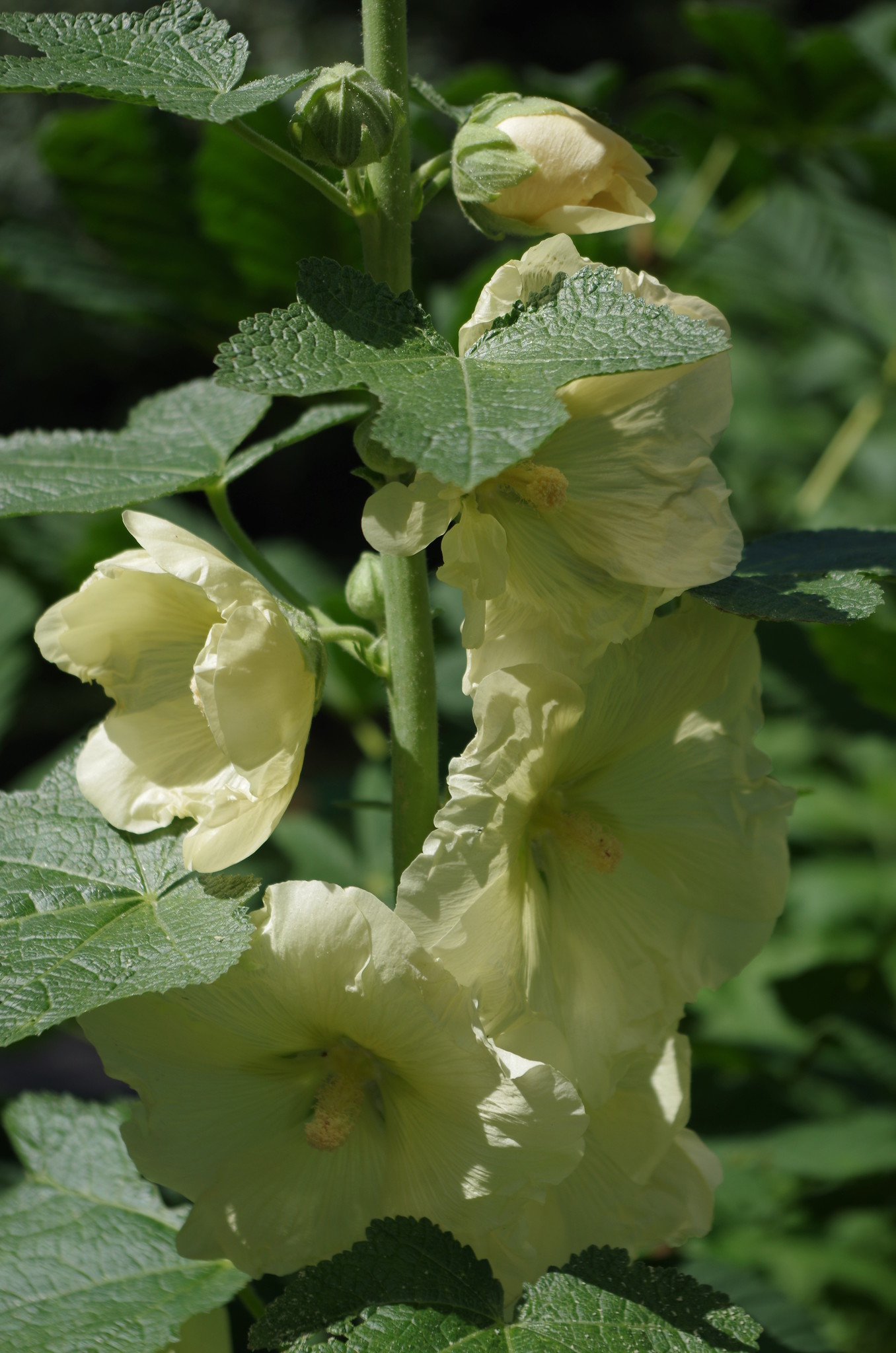 Шток-роза (Alcea)