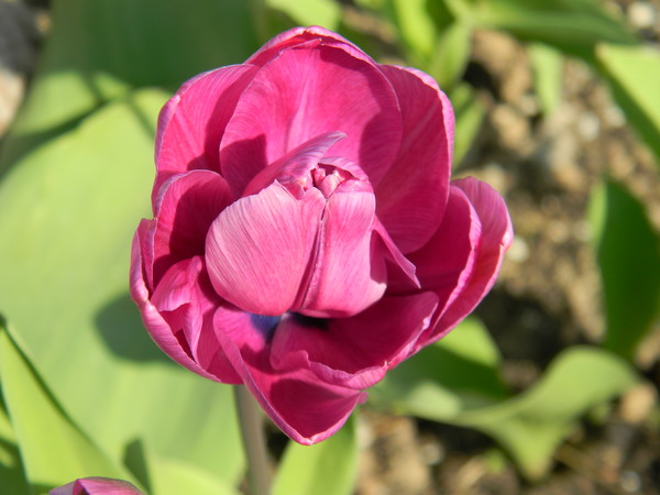 Тюльпан (Tulipa)
