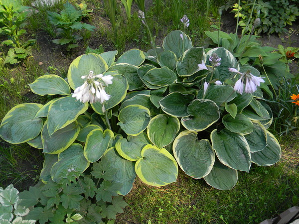 Хоста (Hosta) или Функия (Funkia)