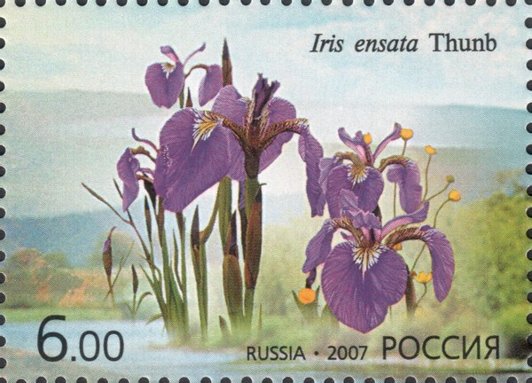 Ирис мечевидный (Iris ensata)