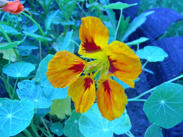 Настурция (Tropaeolum)