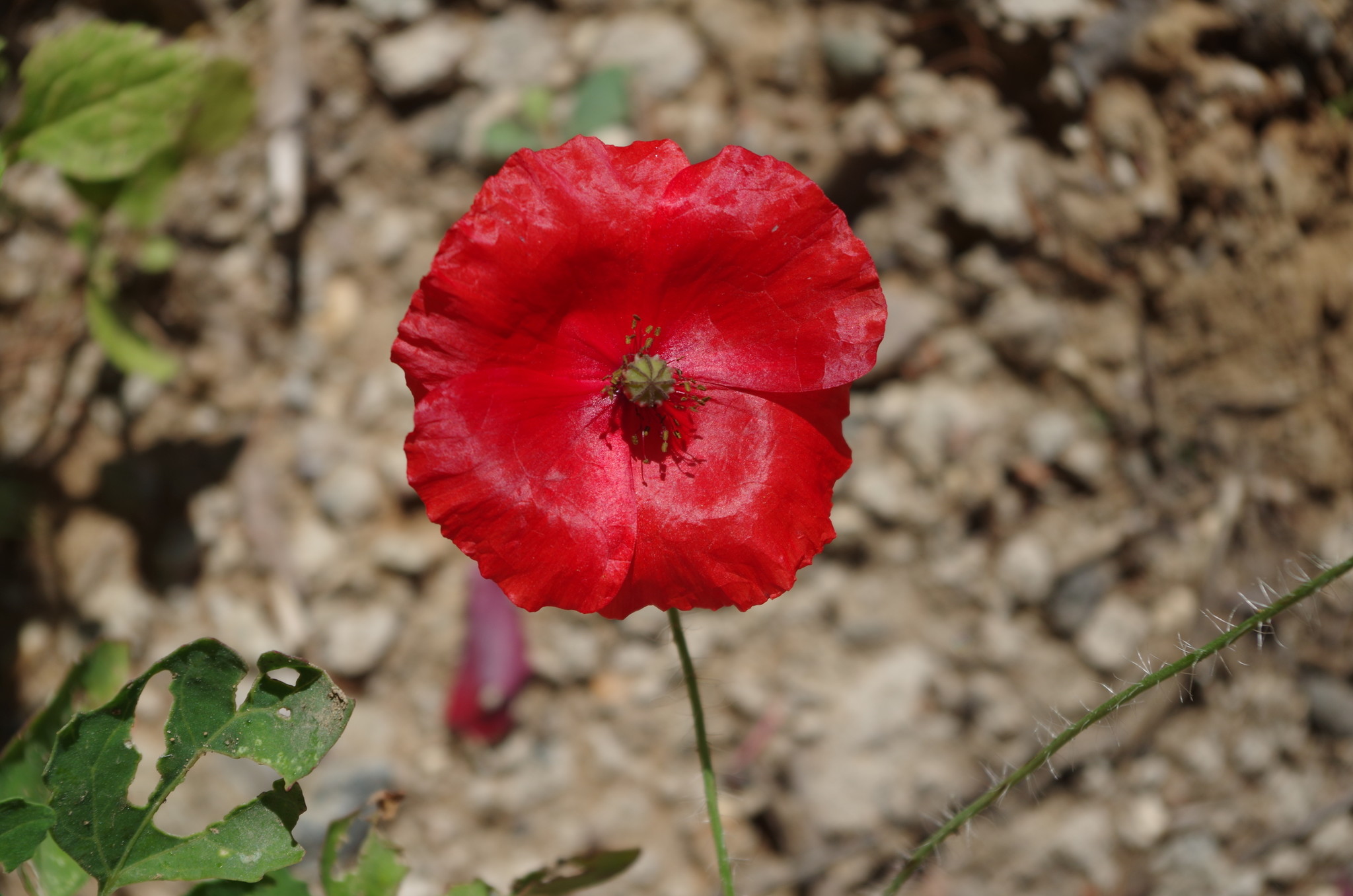 Мак (Papaver)