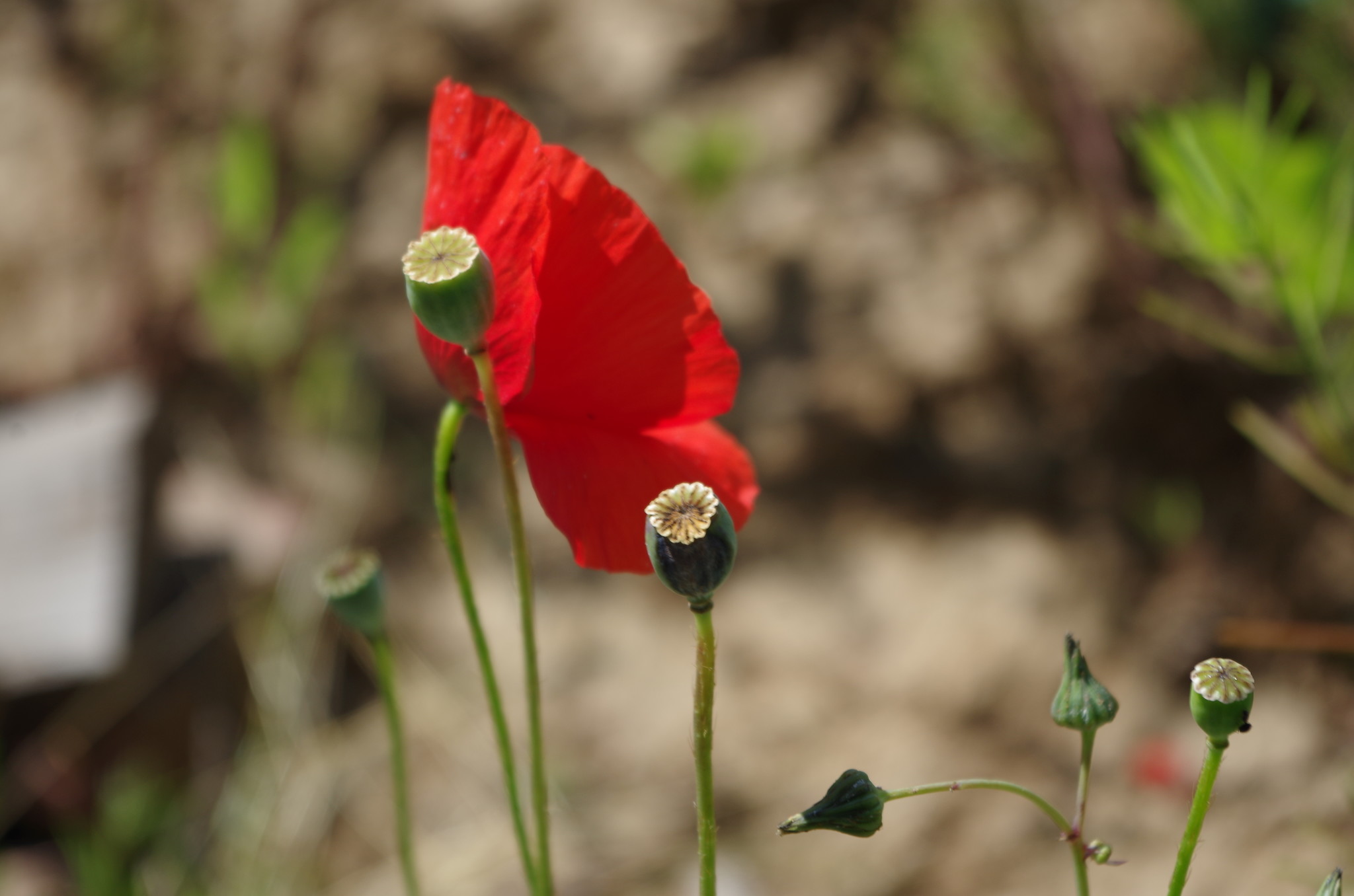 Мак (Papaver)