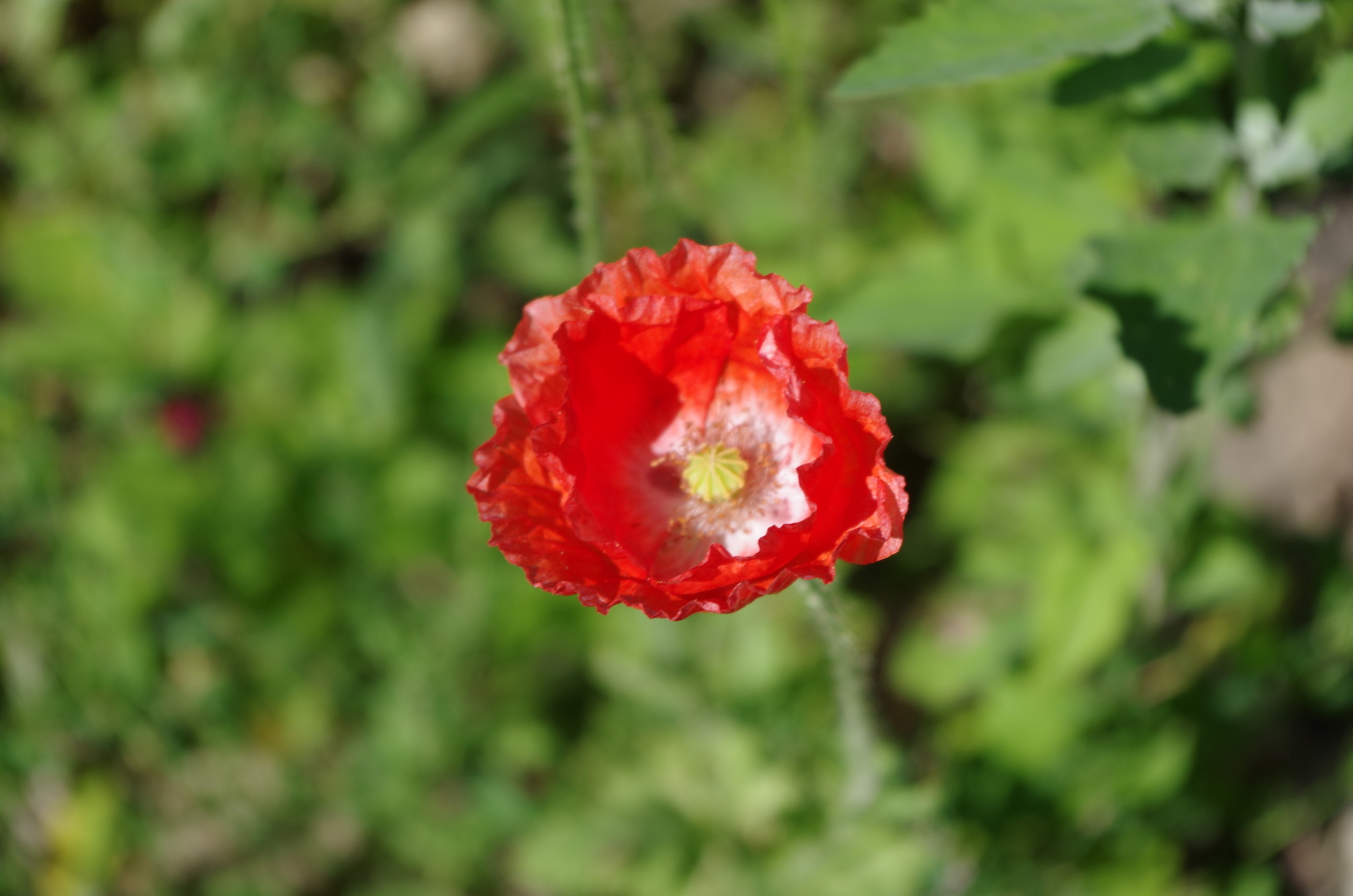 Мак (Papaver)