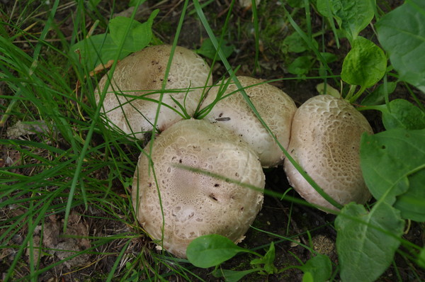 Грибы