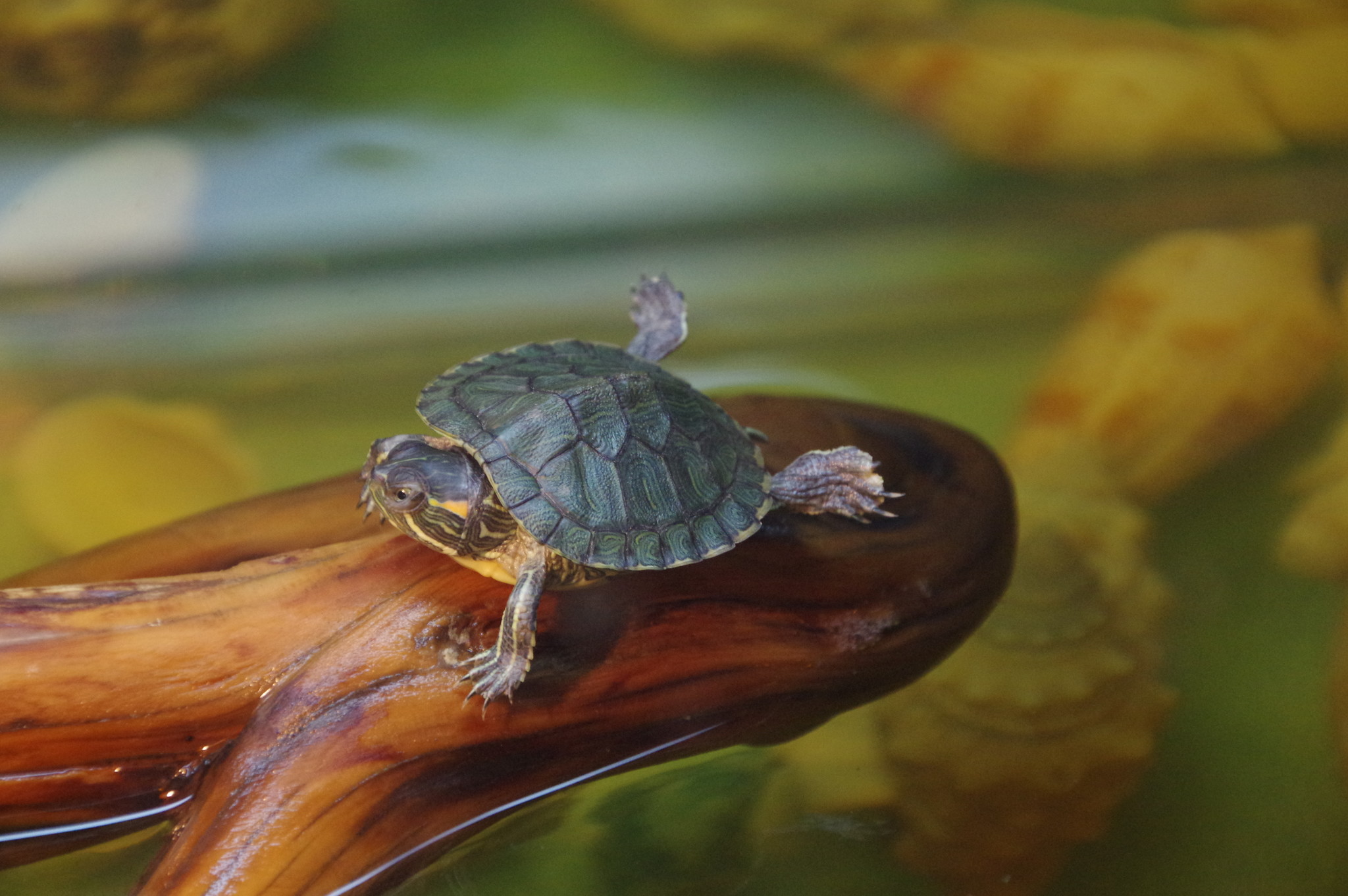 Красноухая черепаха (Pseudemys scripta)