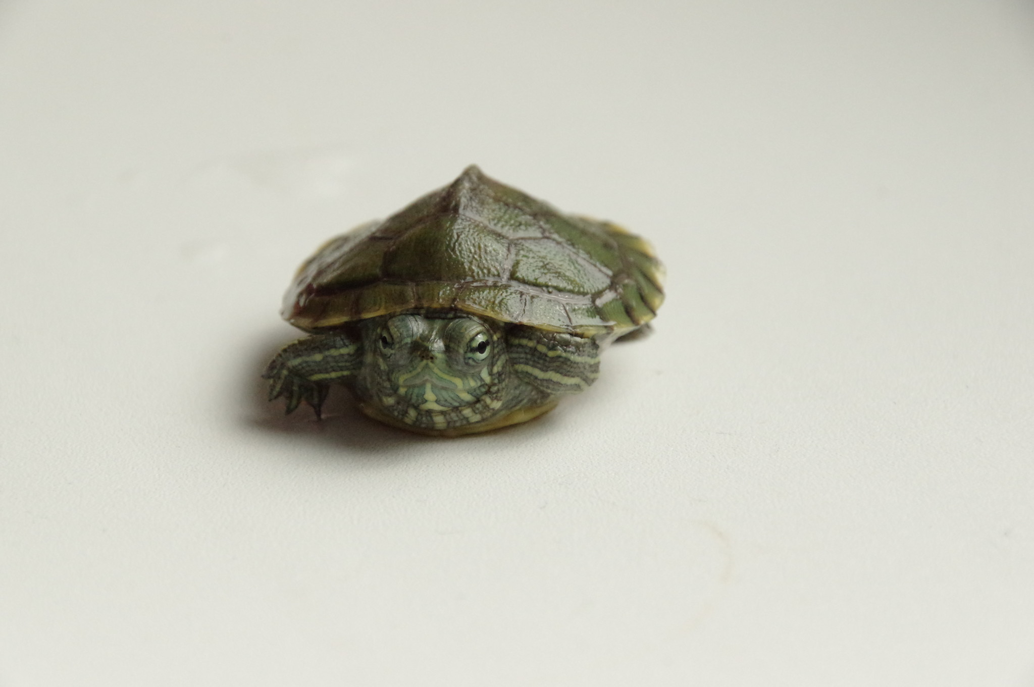 Красноухая черепаха (Pseudemys scripta)