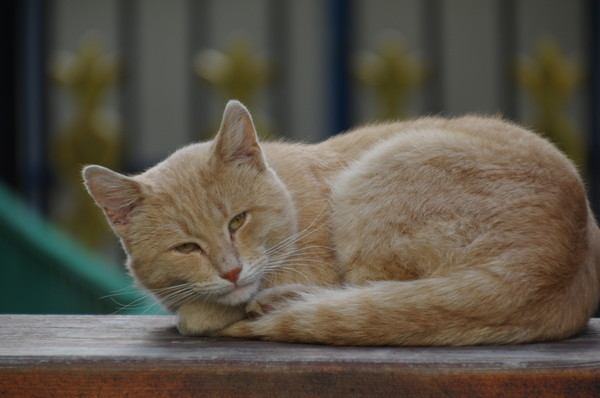 Кошка