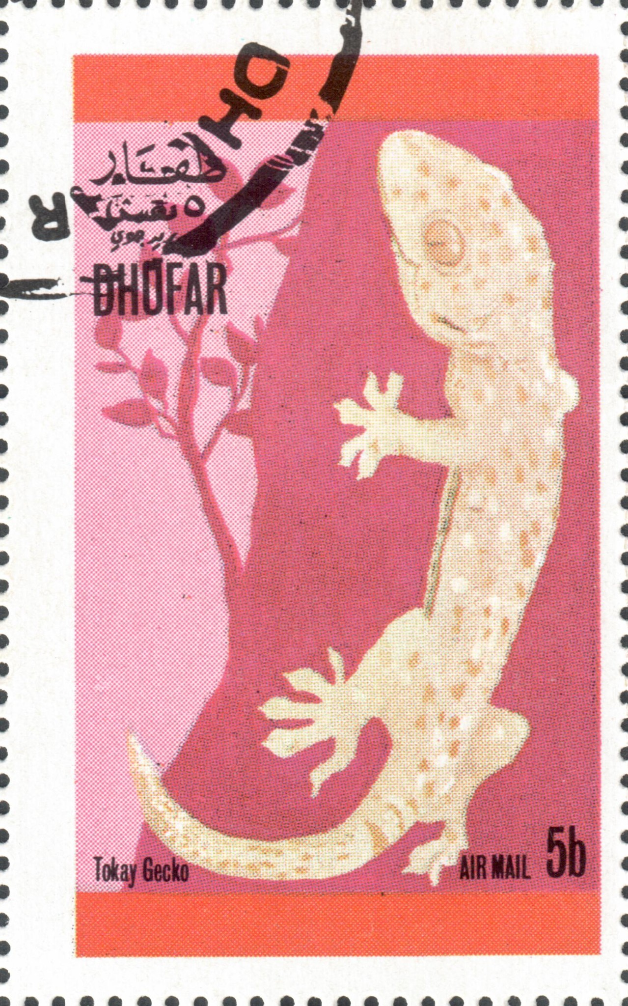 Токийский геккон (Tokay Gecko)
