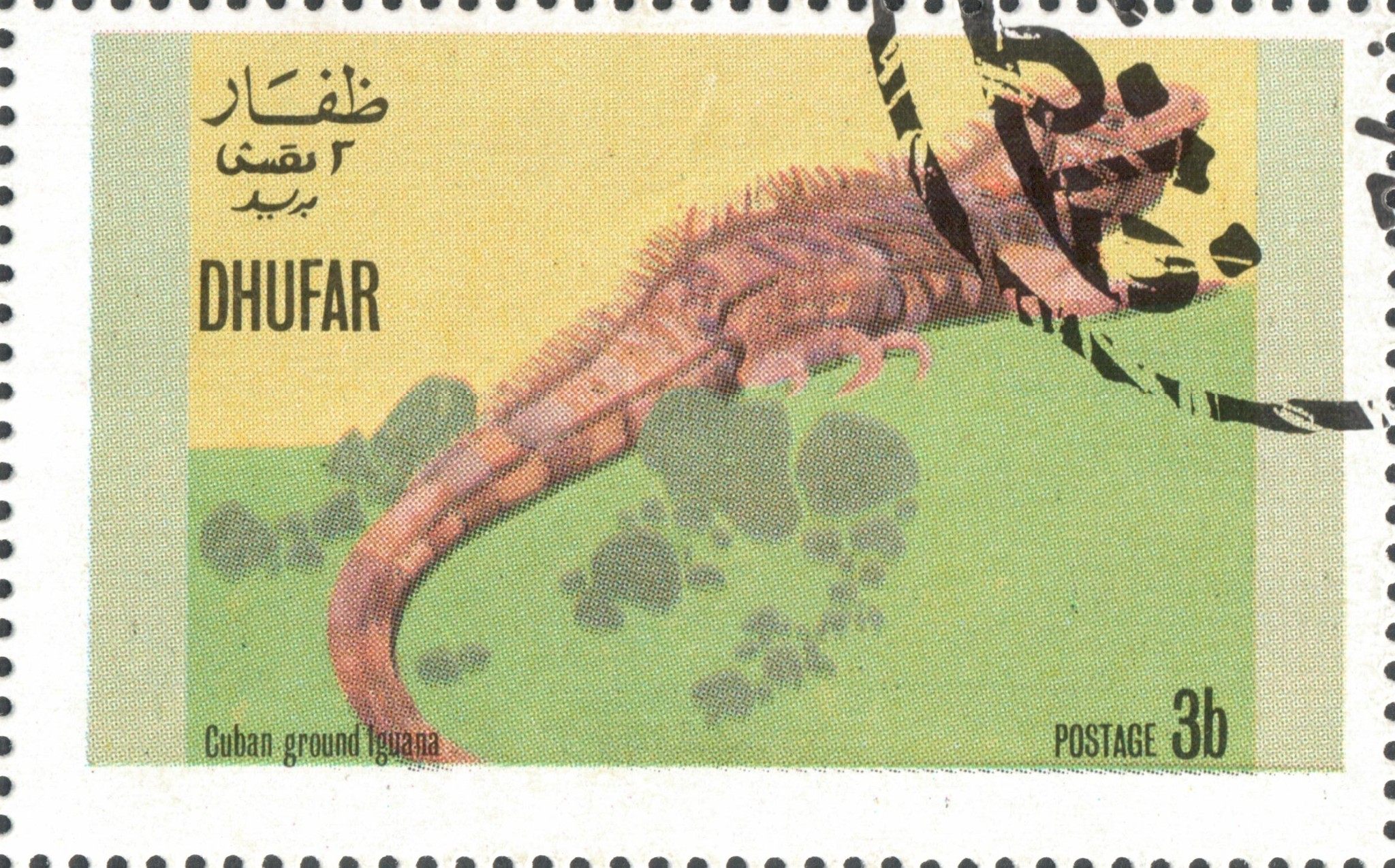 Кубинская земляная Игуана (Cuban ground Iguana)