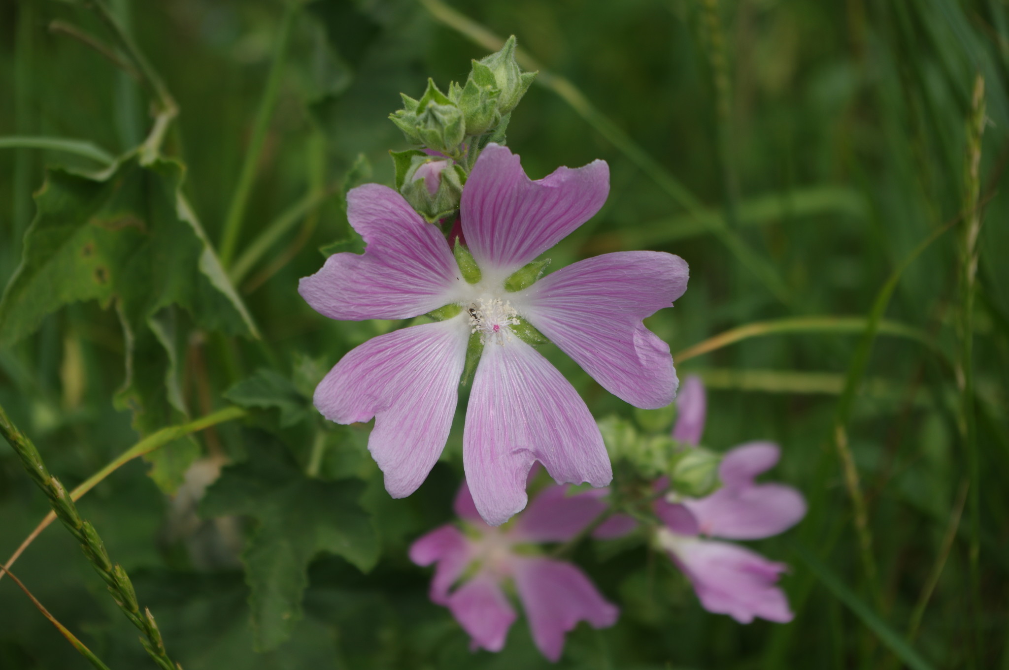 Хатьма тюрингенская (Lavatera thuringiaca)
