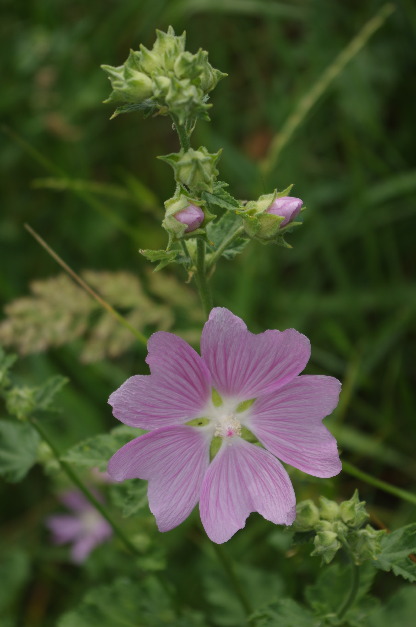 Хатьма тюрингенская (Lavatera thuringiaca)