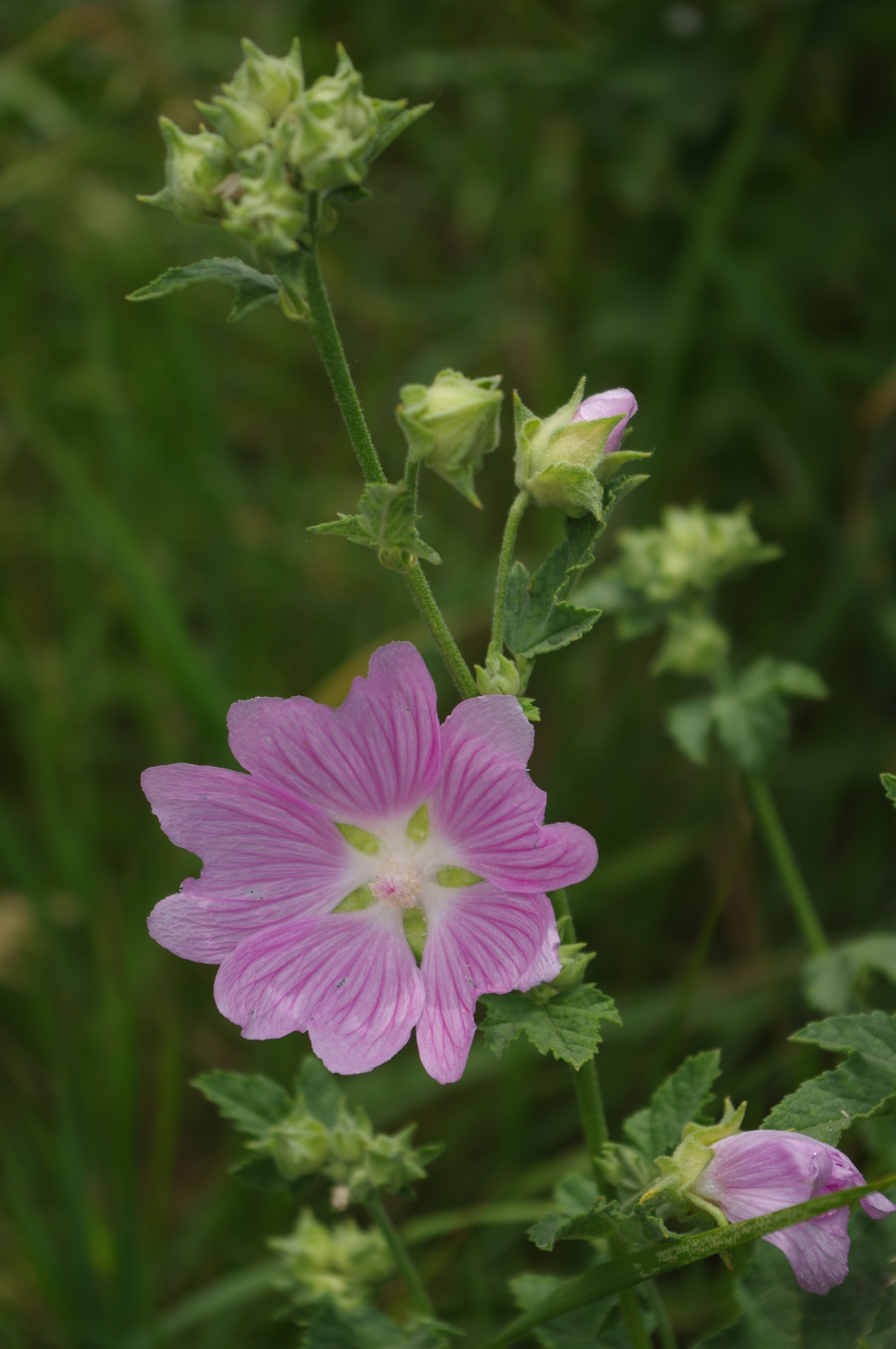 Хатьма тюрингенская (Lavatera thuringiaca)