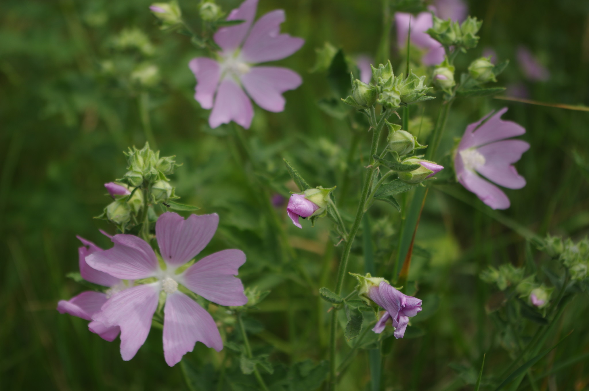 Хатьма тюрингенская (Lavatera thuringiaca)