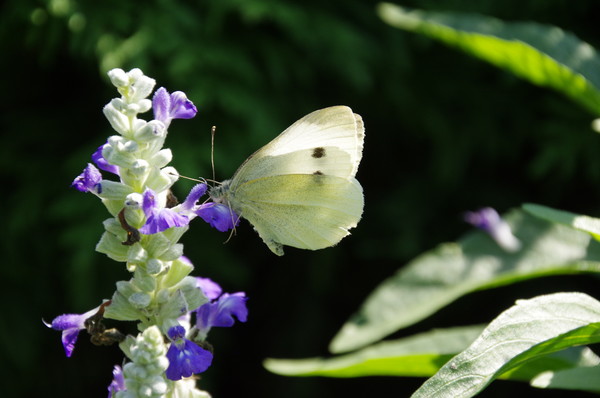 Капустница или белянка капустная (лат. Pieris brassicae)
