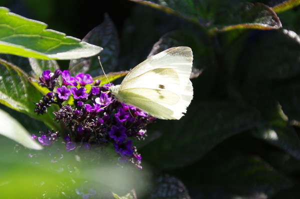 Белянка капустная (Pieris brassicae)