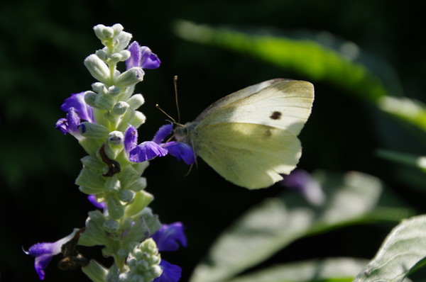 Капустница (Pieris brassicae)