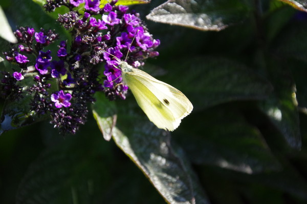 Белянка капустная (Pieris brassicae)