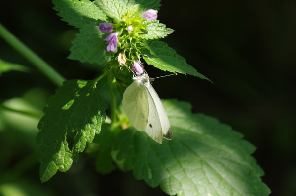 Белянка капустная (Pieris brassicae)