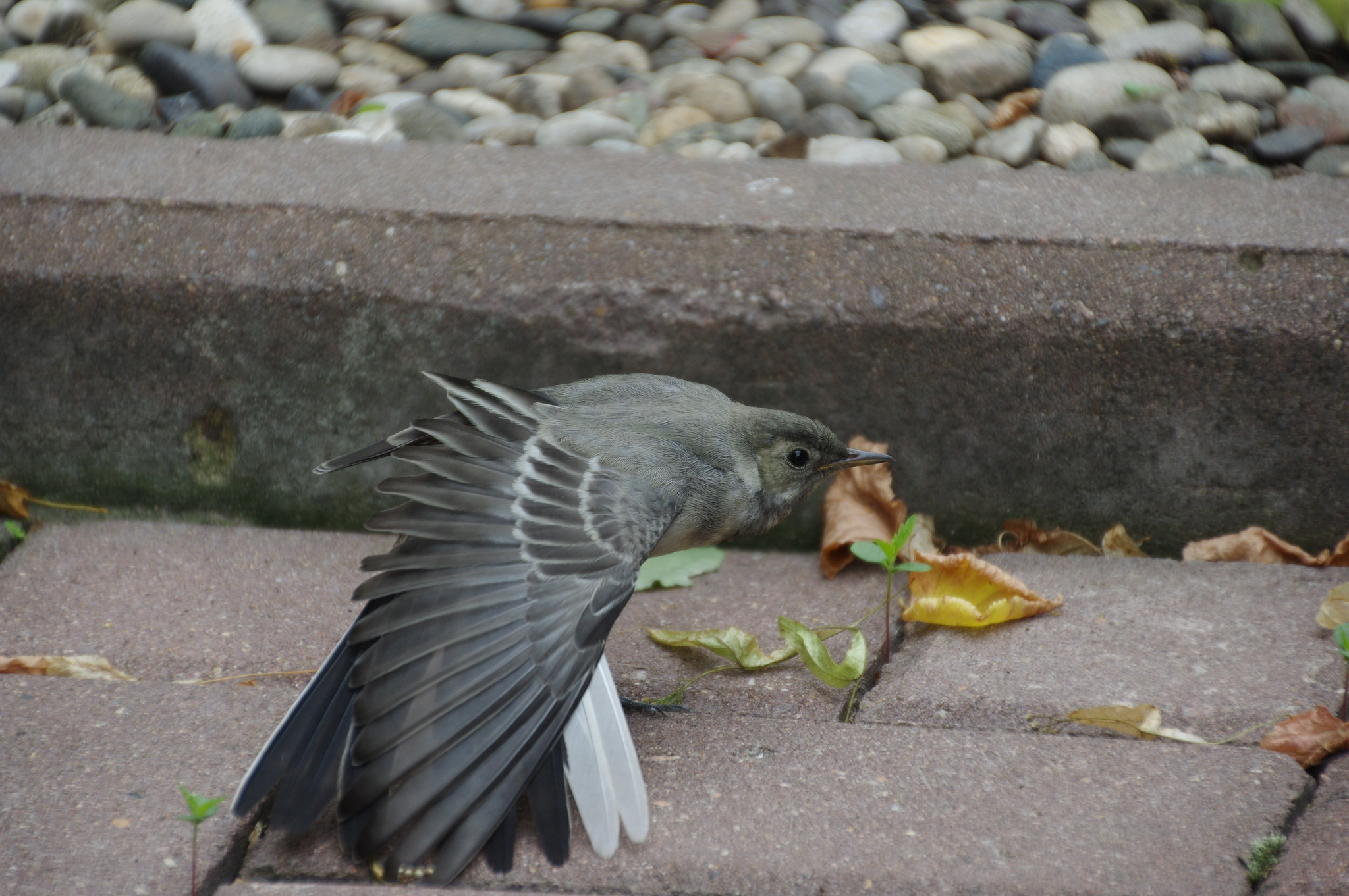 Взлёт. Молодая белая трясогузка (Motacilla alba)