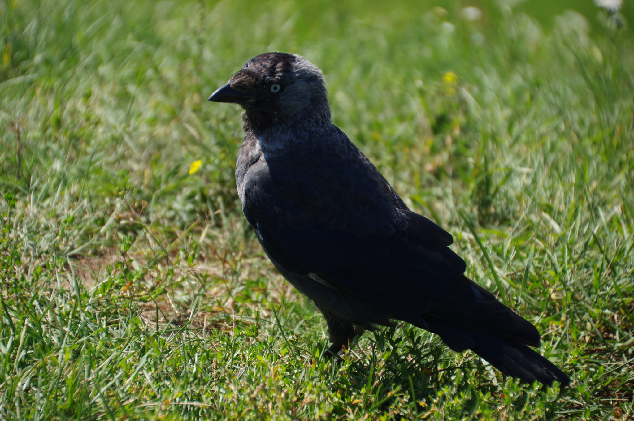 Галка (Corvus monedula)