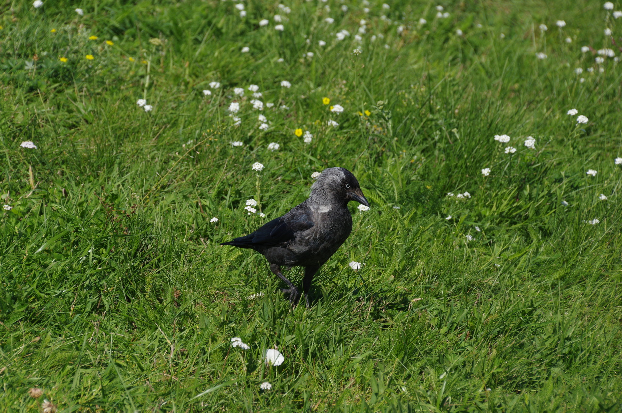 Галка (Corvus monedula)